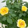 Yellow Rose Live Plant for Planting, Fragrant Rose Bush, 5-8 Inch Tall, Ready to Plant