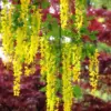 Yellow Wisteria Golden Chain Tree Live Plant, 18-28 Inches Tall, Golden Wisteria Flowers