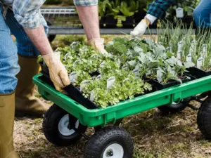 best plant nursery banner