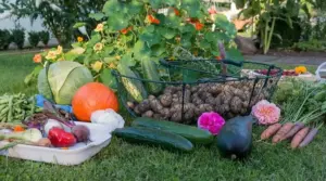 7 Fall Vegetables to Grow in Your Garden