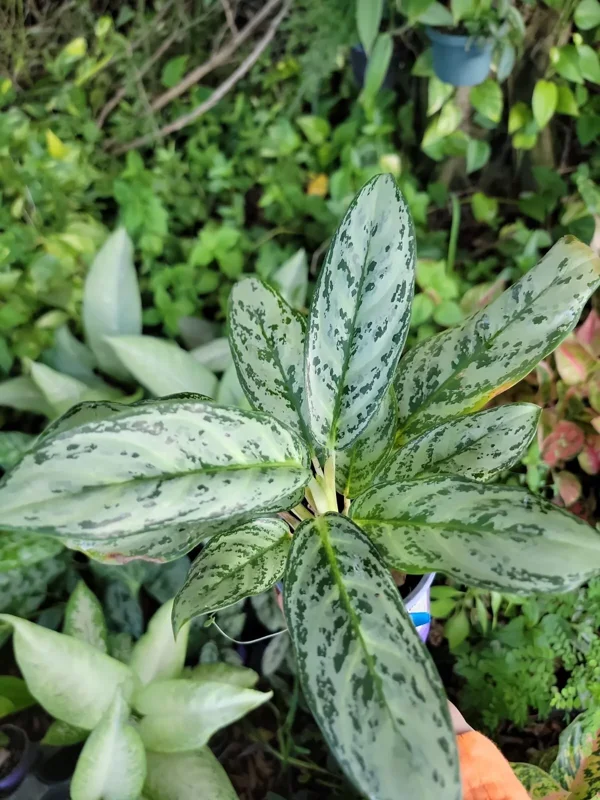 houseplant collection