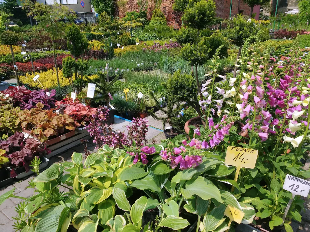 best plant nursery - buy trees online