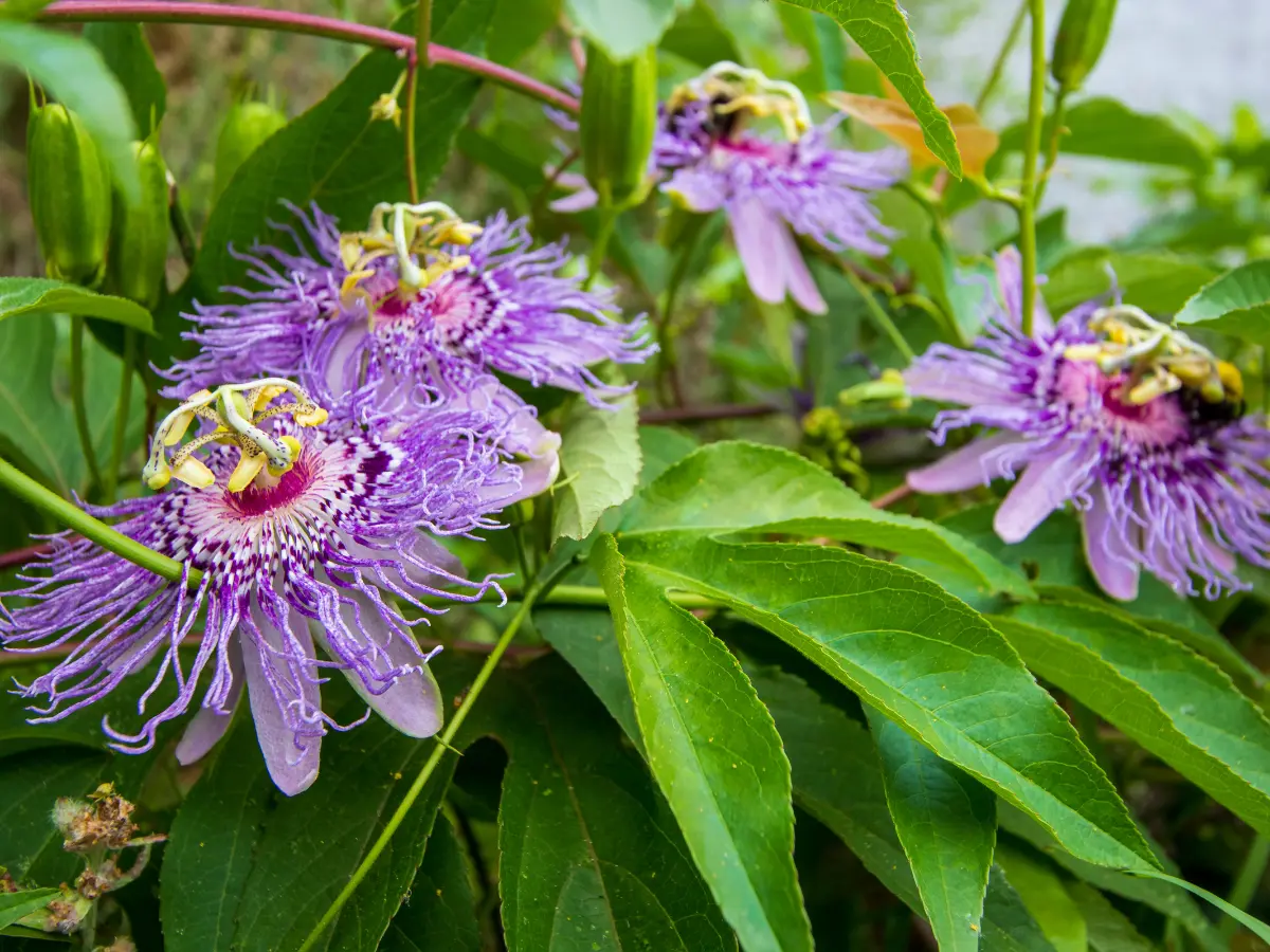 Passiflora incarnata flowers