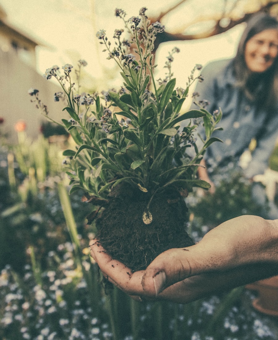 Family-run plant growers