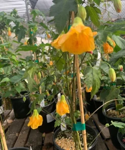 Abutilon 'Frieda' Live Plant – Flowering Shrub – 1 ft Tall – 1 Gallon Pot – Outdoor - Image 2