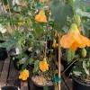 Abutilon 'Frieda' Live Plant – Flowering Shrub – 1 ft Tall – 1 Gallon Pot – Outdoor - Image 1