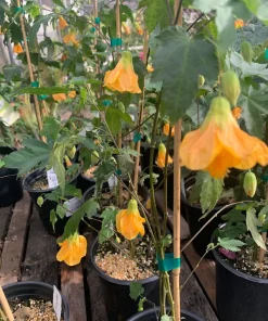 Abutilon 'Frieda' Live Plant – Flowering Shrub – 1 ft Tall – 1 Gallon Pot – Outdoor - Image 1