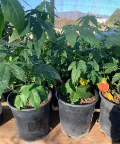 Abutilon 'Painted Bells' Live Plant - 1 ft Tall in 6" Pot - Flowering Shrub - Image 2