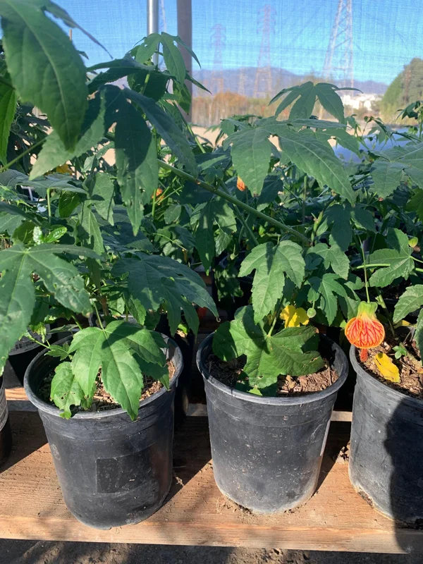 Abutilon 'Painted Bells' Live Plant - 1 ft Tall in 6" Pot - Flowering Shrub - Image 2