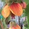Abutilon 'Painted Bells' Live Plant - 1 ft Tall in 6" Pot - Flowering Shrub - Image 1