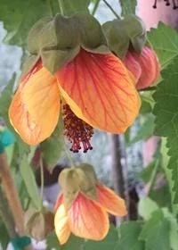Abutilon 'Painted Bells' Live Plant - 1 ft Tall in 6" Pot - Flowering Shrub - Image 1