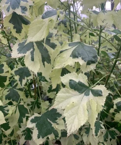Abutilon 'Savitzii' Live Plant 2 ft Tall in 6 inch Pot - Potted Houseplant - Image 2