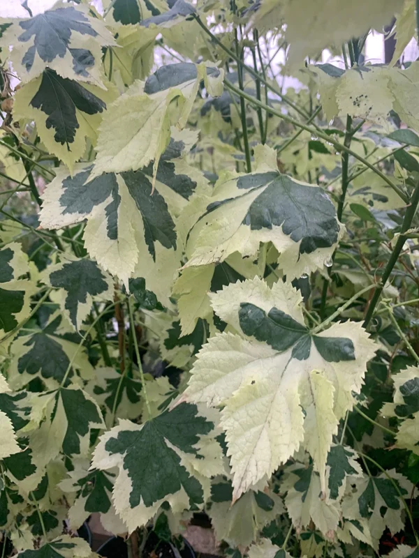 Abutilon 'Savitzii' Live Plant 2 ft Tall in 6 inch Pot - Potted Houseplant - Image 2