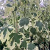Abutilon 'Savitzii' Live Plant 2 ft Tall in 6 inch Pot - Potted Houseplant - Image 1