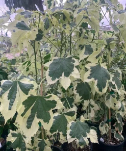 Abutilon 'Savitzii' Live Plant 2 ft Tall in 6 inch Pot - Potted Houseplant - Image 1