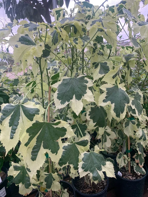 Abutilon 'Savitzii' Live Plant 2 ft Tall in 6 inch Pot - Potted Houseplant - Image 1
