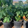 Abutilon 'Tiger Eye' Live Plant – 1 Foot Tall – 6-inch Pot – Indoor/Outdoor - Image 1