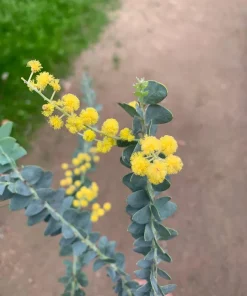 Acacia Cultriformis Live Plant - 1 Gallon Pot, 1 ft Tall - Image 2