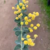 Acacia Cultriformis Live Plant - 1 Gallon Pot, 1 ft Tall - Image 1