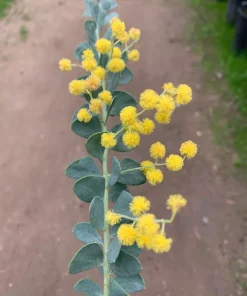 Acacia Cultriformis Live Plant - 1 Gallon Pot, 1 ft Tall - Image 1