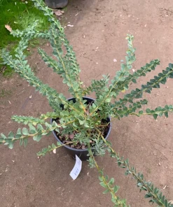Acacia Cultriformis Live Plant - 1 Gallon Pot, 1 ft Tall - Image 3