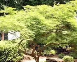 Acer Palmatum 'Viridis' Green Laceleaf Japanese Maple Live Plant - 2-3 Ft Tall - 6 inch Pot - Outdoor Weeping Tree - Image 2