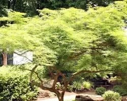 Acer Palmatum 'Viridis' Green Laceleaf Japanese Maple Live Plant - 2-3 Ft Tall - 6 inch Pot - Outdoor Weeping Tree - Image 2