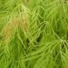 Acer Palmatum 'Viridis' Green Laceleaf Japanese Maple Live Plant - 2-3 Ft Tall - 6 inch Pot - Outdoor Weeping Tree - Image 1