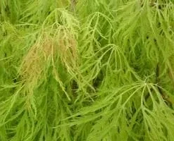 Acer Palmatum 'Viridis' Green Laceleaf Japanese Maple Live Plant - 2-3 Ft Tall - 6 inch Pot - Outdoor Weeping Tree - Image 1