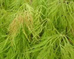 Acer Palmatum 'Viridis' Green Laceleaf Japanese Maple Live Plant - 2-3 Ft Tall - 6 inch Pot - Outdoor Weeping Tree - Image 1