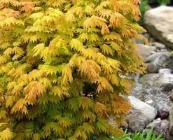 Acer shirasawanum 'Moonrise' Full Moon Japanese Maple Live Plant 1-2 Ft Tall in 6" Pot - Image 2