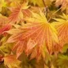 Acer shirasawanum 'Moonrise' Full Moon Japanese Maple Live Plant 1-2 Ft Tall in 6" Pot - Image 1
