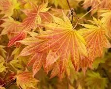 Acer shirasawanum 'Moonrise' Full Moon Japanese Maple Live Plant 1-2 Ft Tall in 6" Pot - Image 1