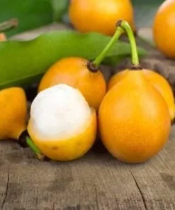 Achacha Live Plant – 1 to 2 feet tall – 3 Gallon Pot – Tropical Fruit Tree - Image 1