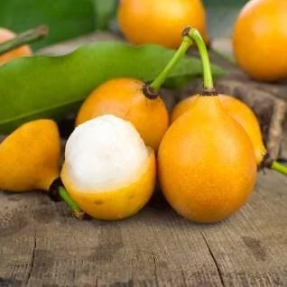 Achacha Live Plant – 1 to 2 feet tall – 3 Gallon Pot – Tropical Fruit Tree - Image 1