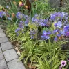 Agapanthus 'Neverland' Live Plant – Lavender & Blue Flowers – 6 inch Pot – Outdoor Perennial - Image 1