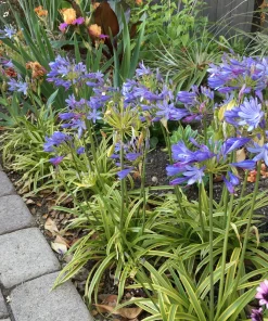 Agapanthus 'Neverland' Live Plant – Lavender & Blue Flowers – 6 inch Pot – Outdoor Perennial - Image 1