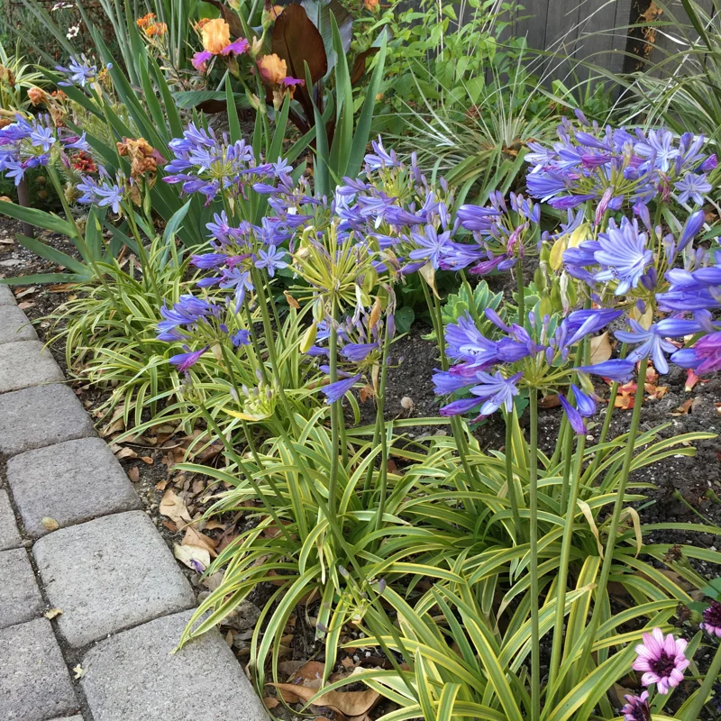 Agapanthus 'Neverland' Live Plant – Lavender & Blue Flowers – 6 inch Pot – Outdoor Perennial - Image 1