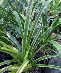 Agapanthus 'Neverland' Live Plant – Lavender & Blue Flowers – 6 inch Pot – Outdoor Perennial - Image 2