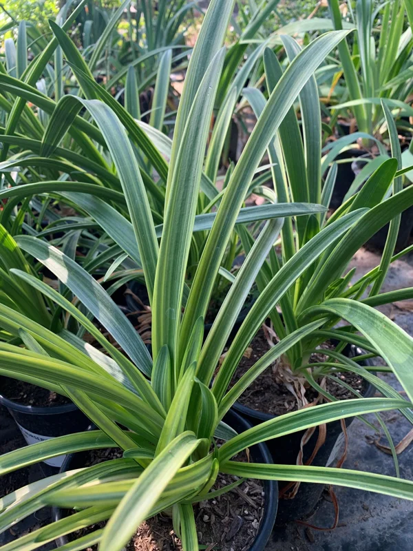 Agapanthus 'Neverland' Live Plant – Lavender & Blue Flowers – 6 inch Pot – Outdoor Perennial - Image 2