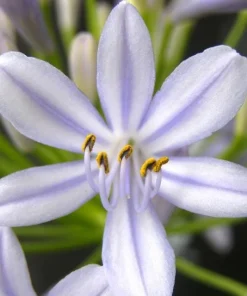 Agapanthus 'Neverland' Live Plant – Lavender & Blue Flowers – 6 inch Pot – Outdoor Perennial - Image 3