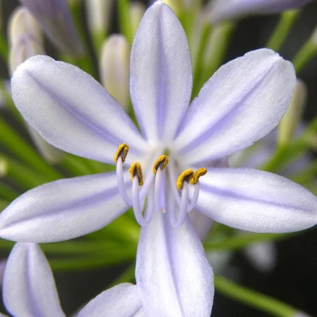 Agapanthus 'Neverland' Live Plant – Lavender & Blue Flowers – 6 inch Pot – Outdoor Perennial - Image 3