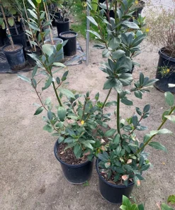 Allspice Live Plant – 2-3 Feet Tall Pimenta dioica in 3 Gallon Pot - Image 2