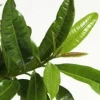 Allspice Live Plant – 2-3 Feet Tall Pimenta dioica in 3 Gallon Pot - Image 1
