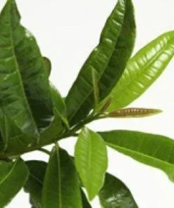 Allspice Live Plant – 2-3 Feet Tall Pimenta dioica in 3 Gallon Pot - Image 1