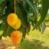 Alphonso Mango Tree Live Plant – Grafted – 1 to 2 Feet Tall – 3 Gallon Pot - Image 1