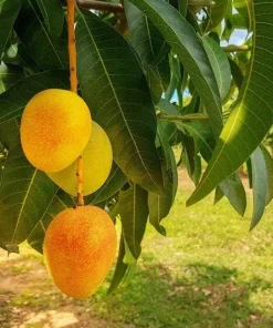 Alphonso Mango Tree Live Plant – Grafted – 1 to 2 Feet Tall – 3 Gallon Pot - Image 1
