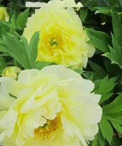 Amy Jo Itoh Peony Live Plant - 1 Ft Tall - Fragrant Pink & White Blooms - Image 2