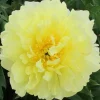 Amy Jo Itoh Peony Live Plant - 1 Ft Tall - Fragrant Pink & White Blooms - Image 1