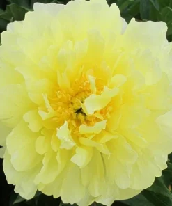 Amy Jo Itoh Peony Live Plant - 1 Ft Tall - Fragrant Pink & White Blooms - Image 1